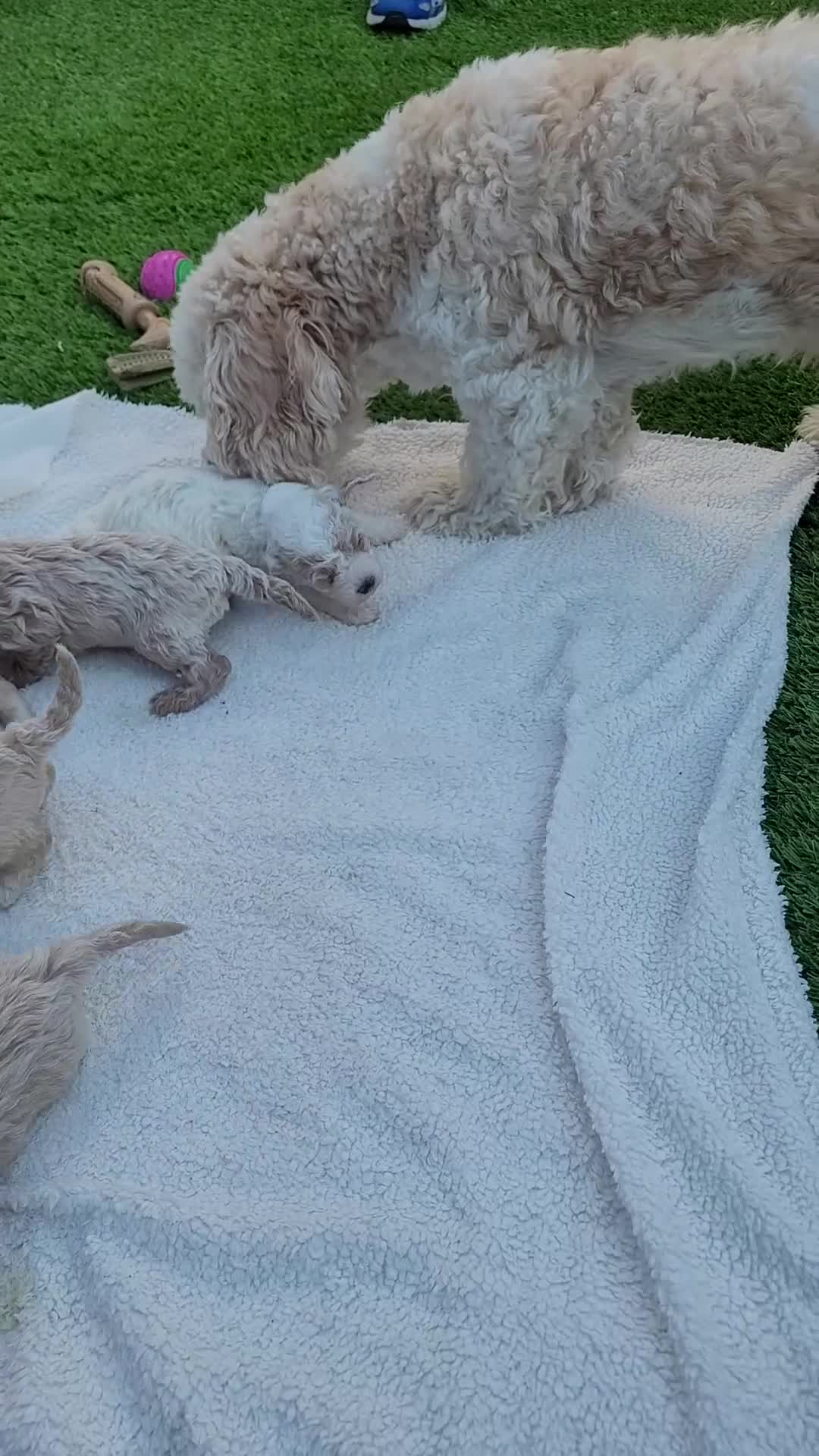 Mixed Breed dogs for sale: *READY TO LEAVE* 7 beautiful Cavapoochons  - Video 1