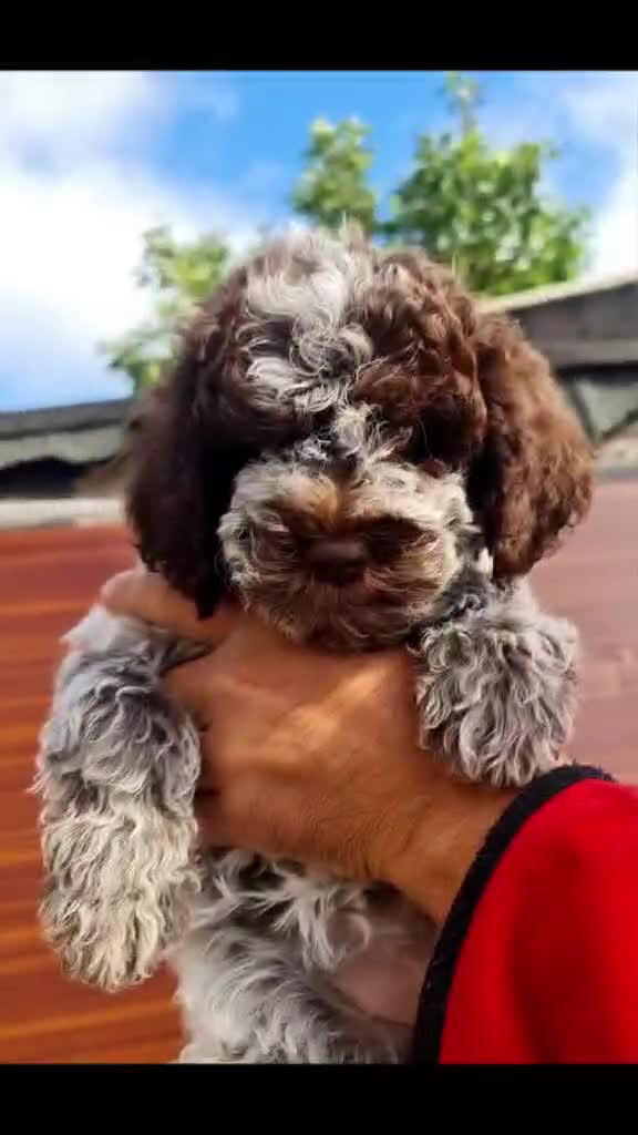 Lagotto Romagnolo dogs for sale: ❗️Ready to go❗️Lagotto - The best breed ever in London - Video 2