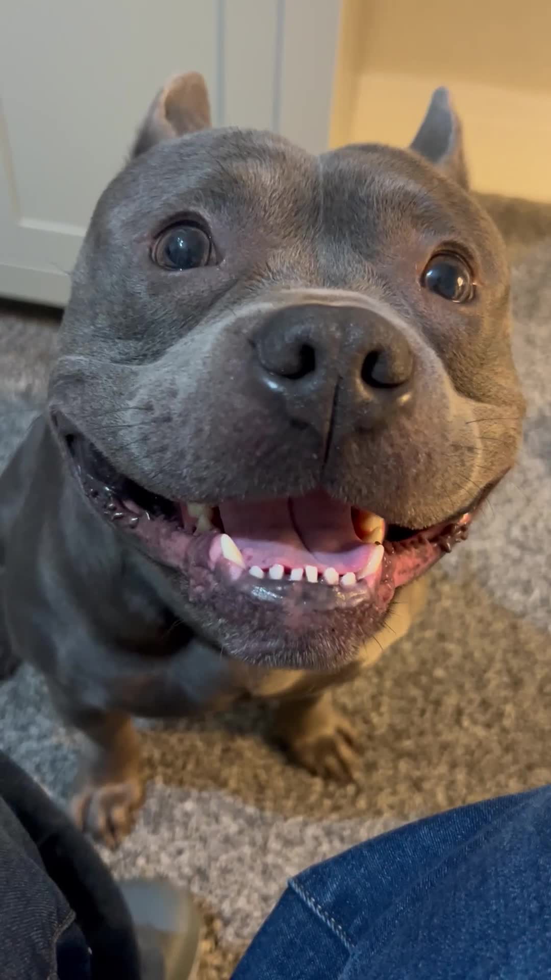 Mixed Breed dogs for sale: Bowser – 3-year-old Staffy x pocket bully - Video 1