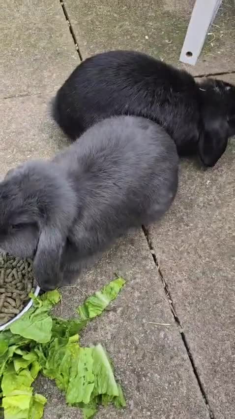 Mini Lop rabbits for sale: Two mini lop rabbits from different litter  - Video 1