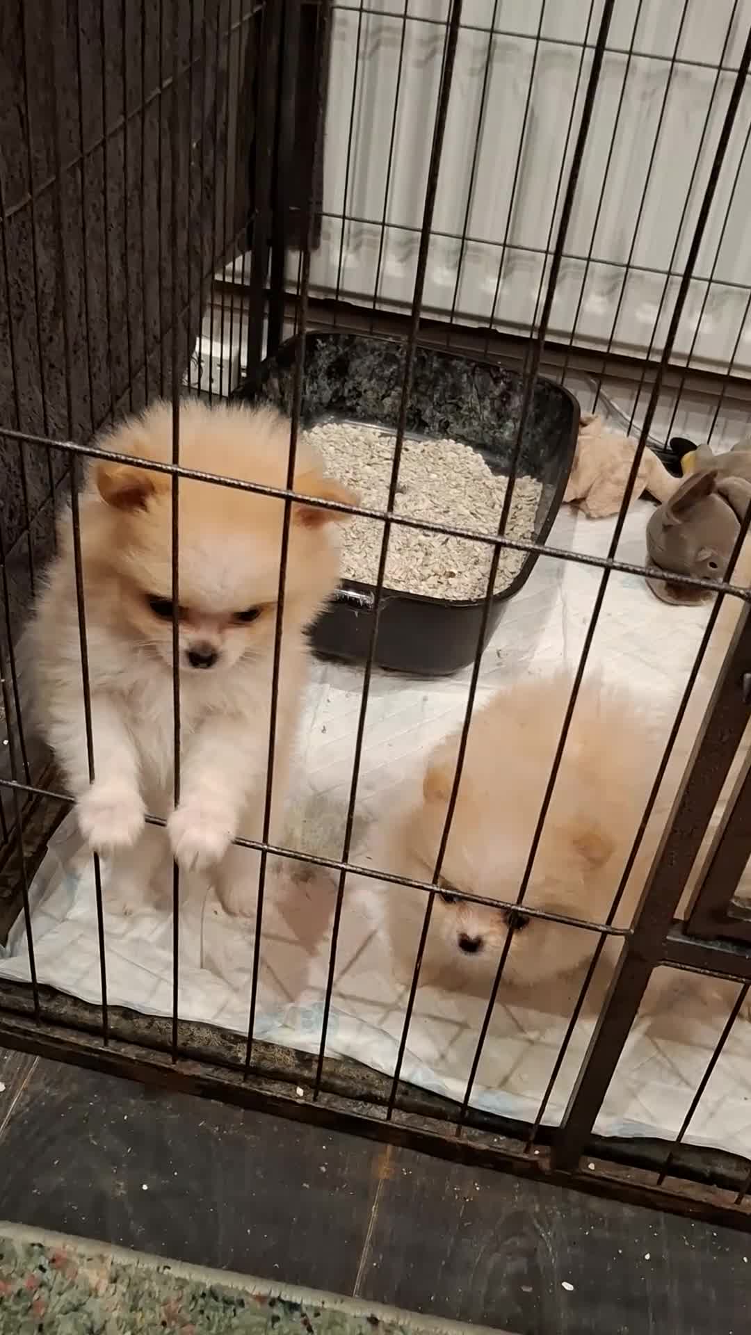 Pomeranian dogs for sale: Well Bred  **  Pomeranians  - Video 1