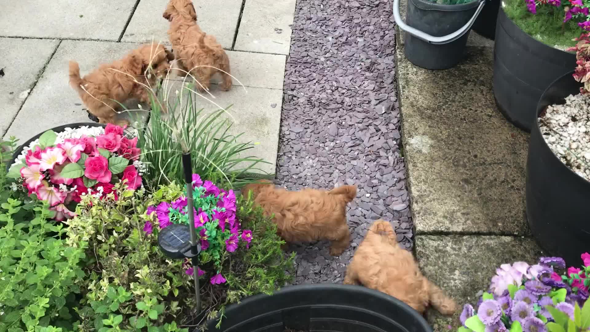 Cavapoo dogs for sale: Stunning 🌟Cavapoo girl extensively DNA tested 🌟 - Video 1