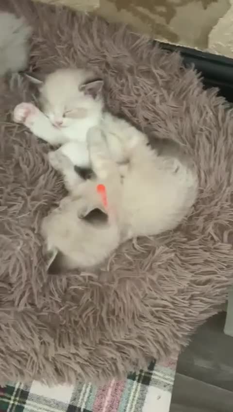 Ragdoll cats for sale: ❗️Charming Pure Ragdoll Kittens waiting love ❤️❗️ - Video 2