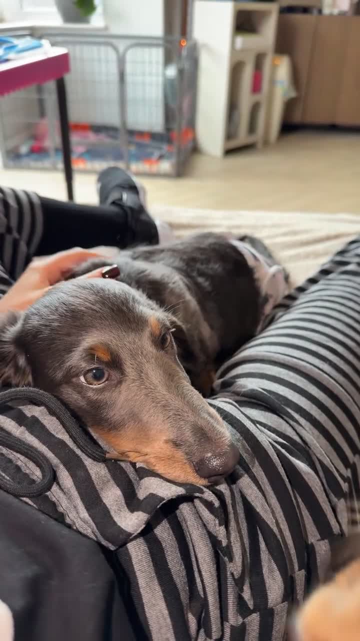 Miniature Dachshund dogs for sale: Male longhair mini dachshund blue&tan  - Video 1
