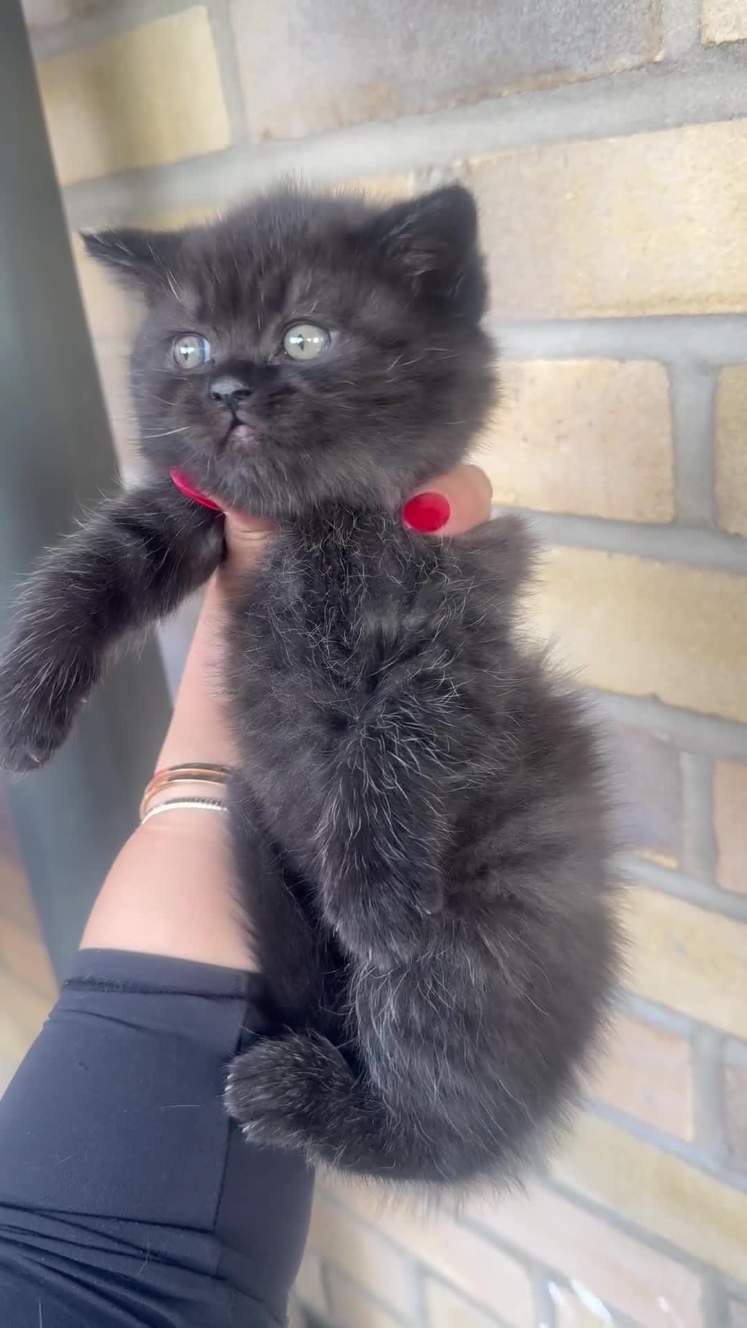 British Shorthair cats for sale: British rainbow shorthair kittens - Video 2