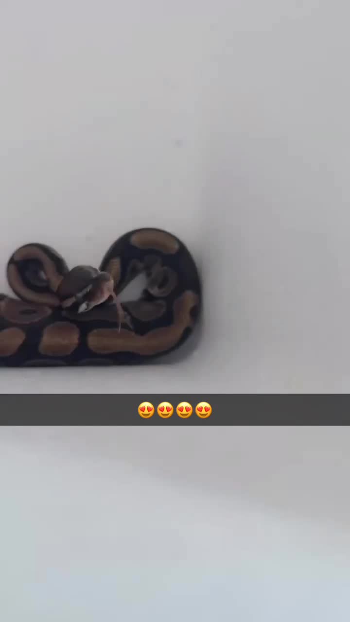 Python Snake reptiles for sale: Ball python and full set up  - Video 1