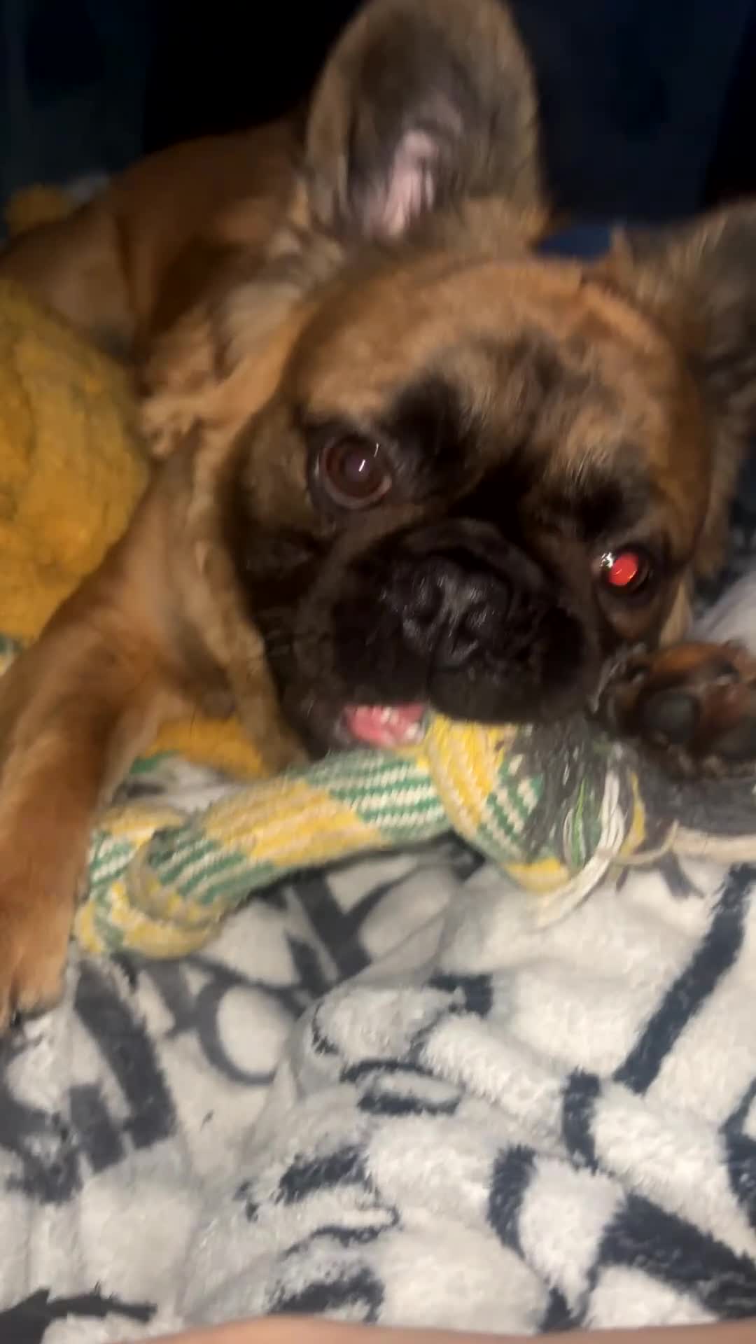 French Bulldog dogs for sale: Fluffy frenchie  in Chelmsford - Video 1