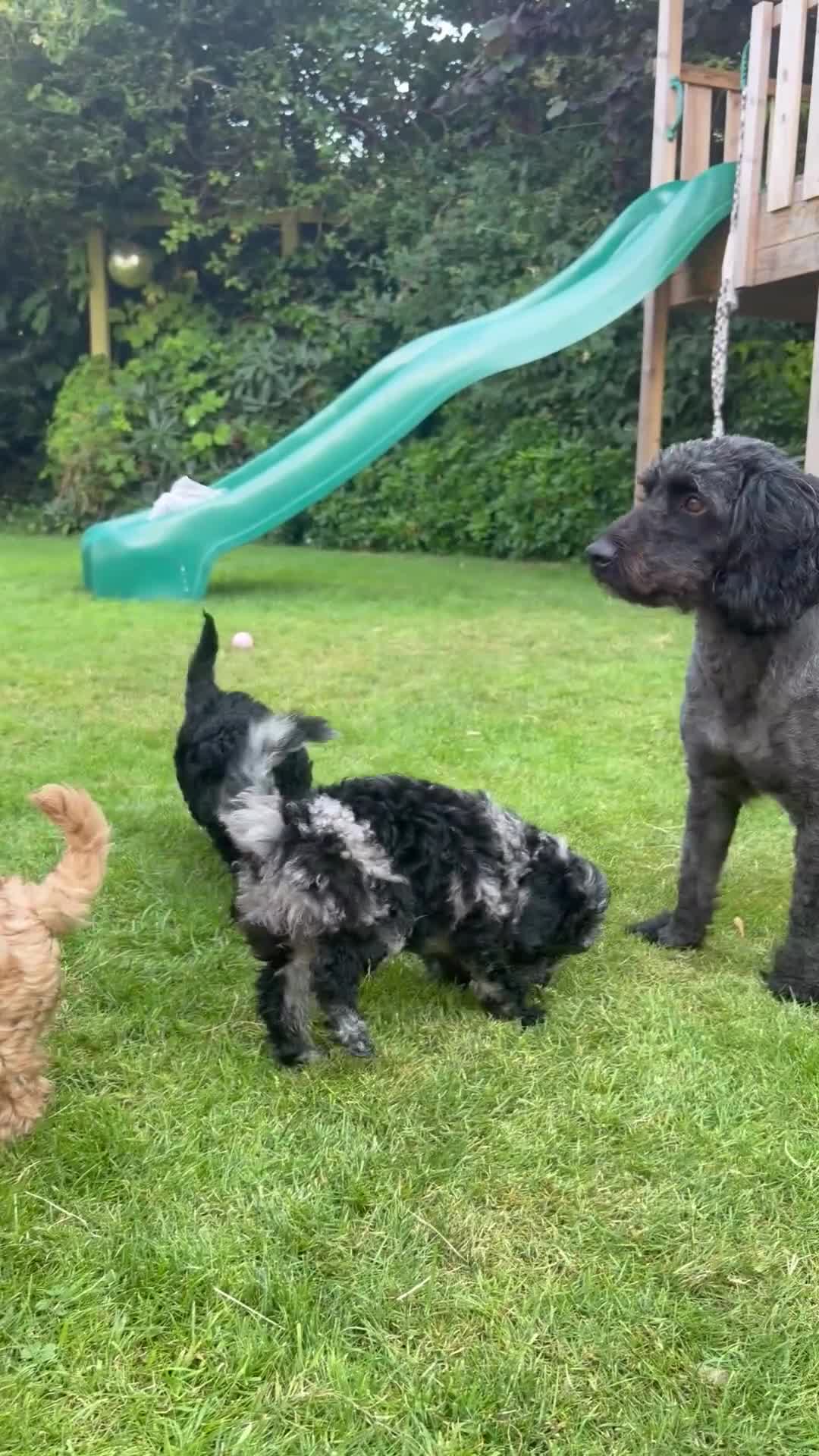 Cockapoo dogs for sale: Beautiful F2B miniature Cockapoos - Black - Video 1
