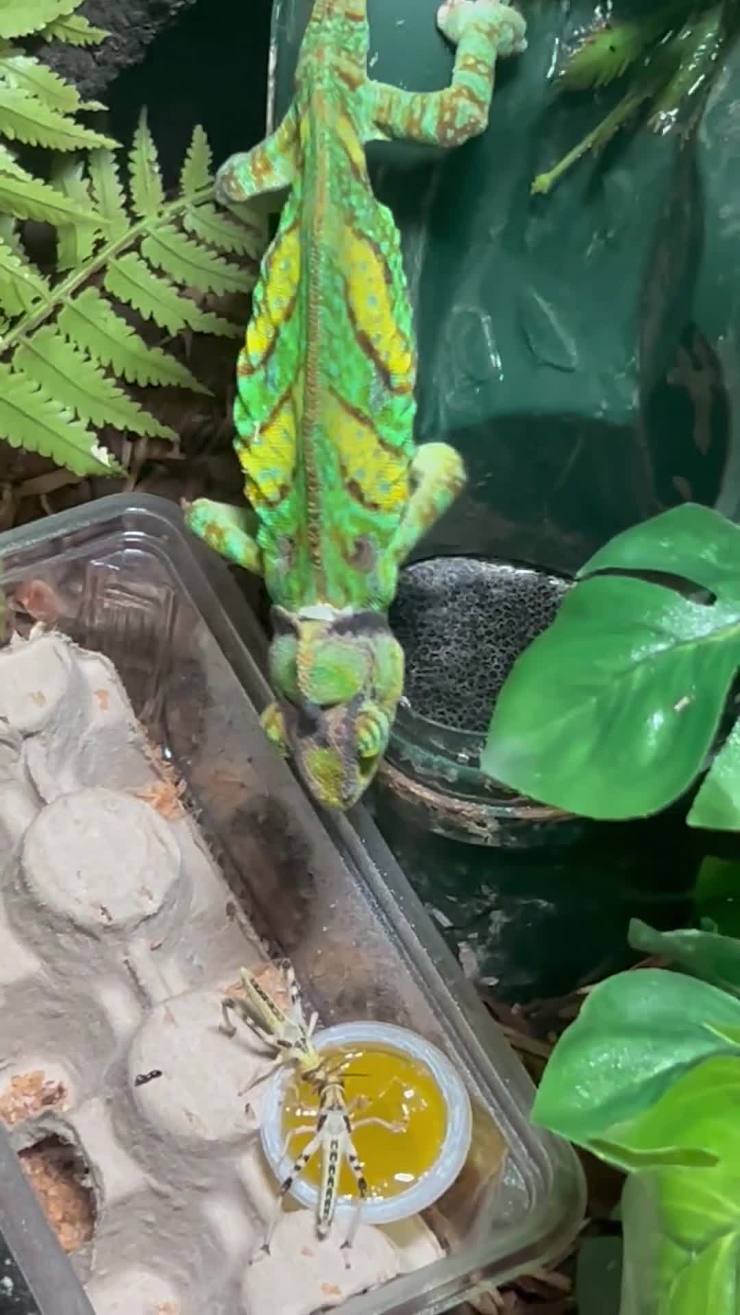 Chameleon reptiles for sale: Veiled chameleon + enclosure  - Video 1
