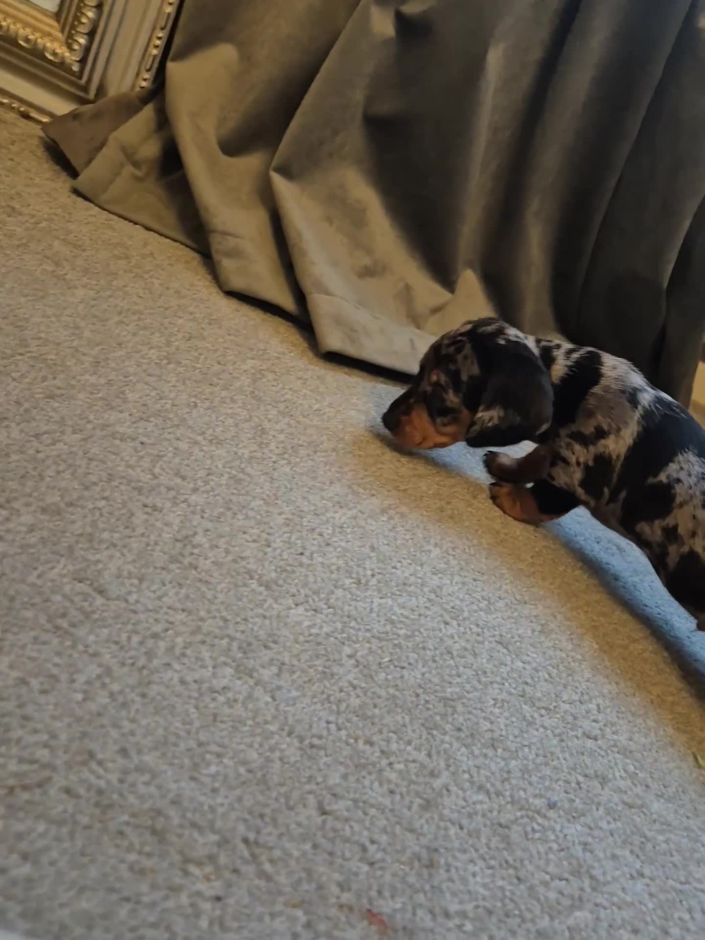Miniature Dachshund dogs for sale: 🐾KC Silver Dapple - Elite Show Lines - 2.2% COI🐾 - Video 4