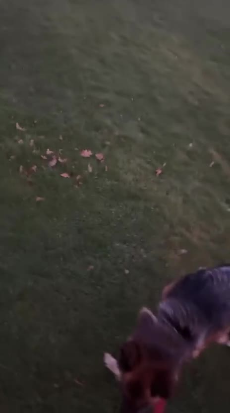 German Shepherd dogs for sale: German shepherd Bitch KC registered  - Video 1