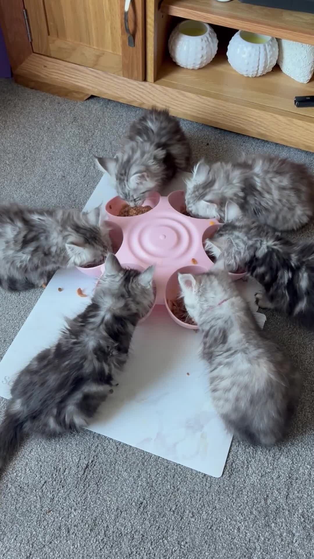 Maine Coon cats for sale: Beautiful Pedigree Maine Coon Kittens - Video 1