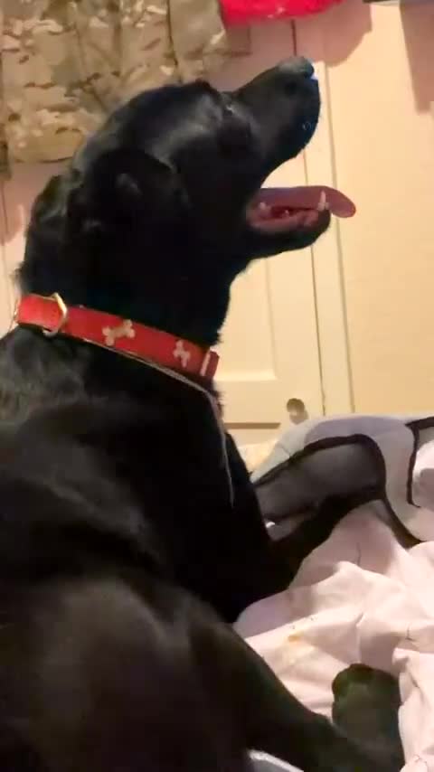 Labrador Retriever dogs for sale: Dobby - Video 1