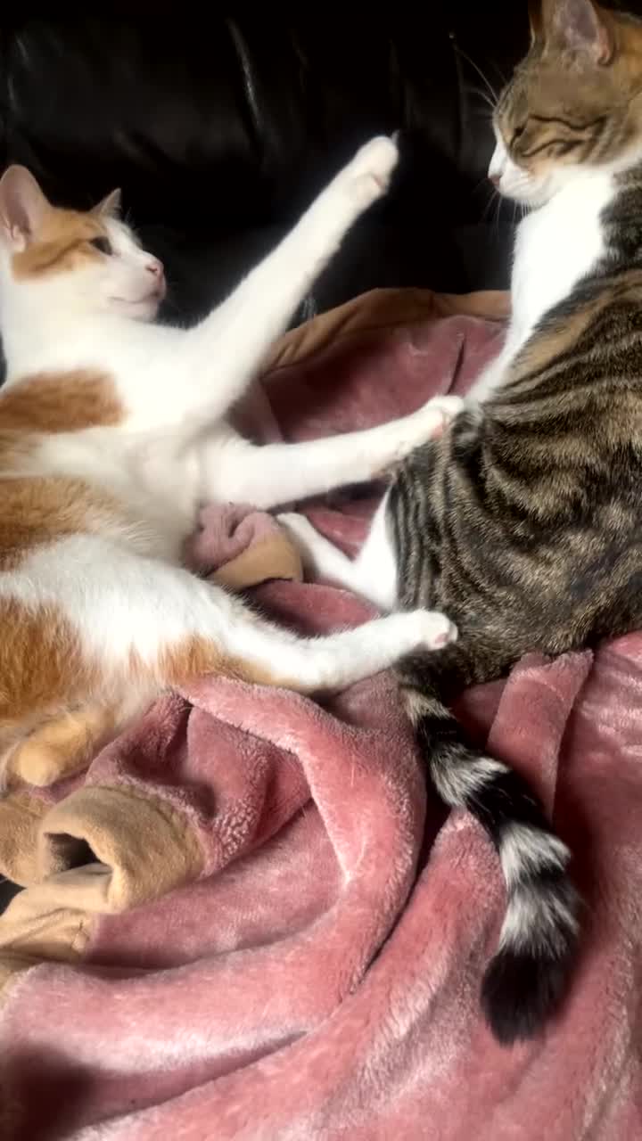 Arabian Mau cats for adoption: Winnie in Braintree - Video 3