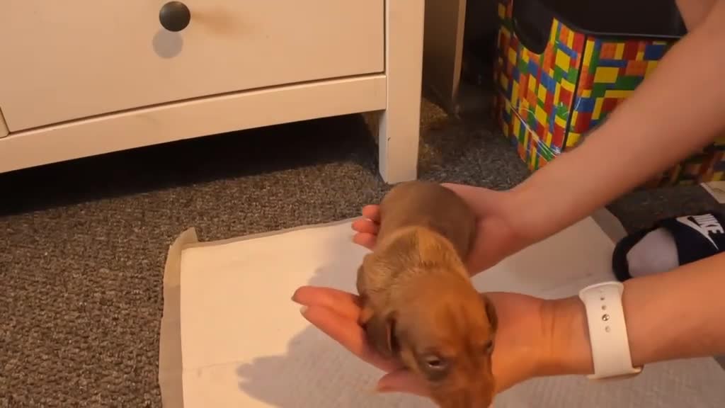 Miniature Dachshund dogs for sale: READY TO LEAVE!!! - Video 1