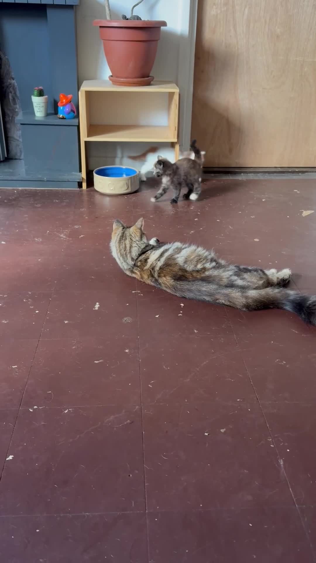 Mixed Breed cats for sale: 2 gorgeous kittens  - Video 1