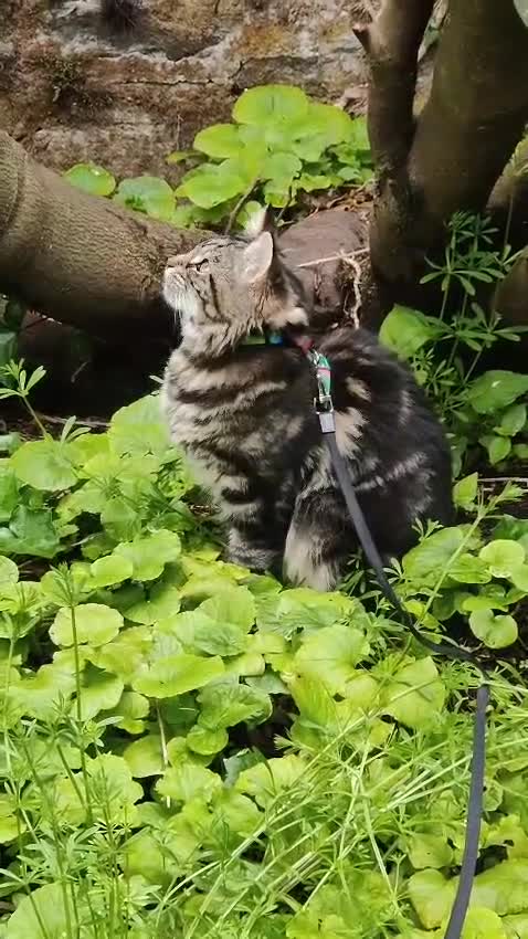 Maine Coon cats for sale: Maincoon cross domestic long hair, 11 months old - Video 3