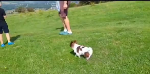 Chihuahua dogs for stud: Russian import - Heath Tested- Proven Stud - Video 3