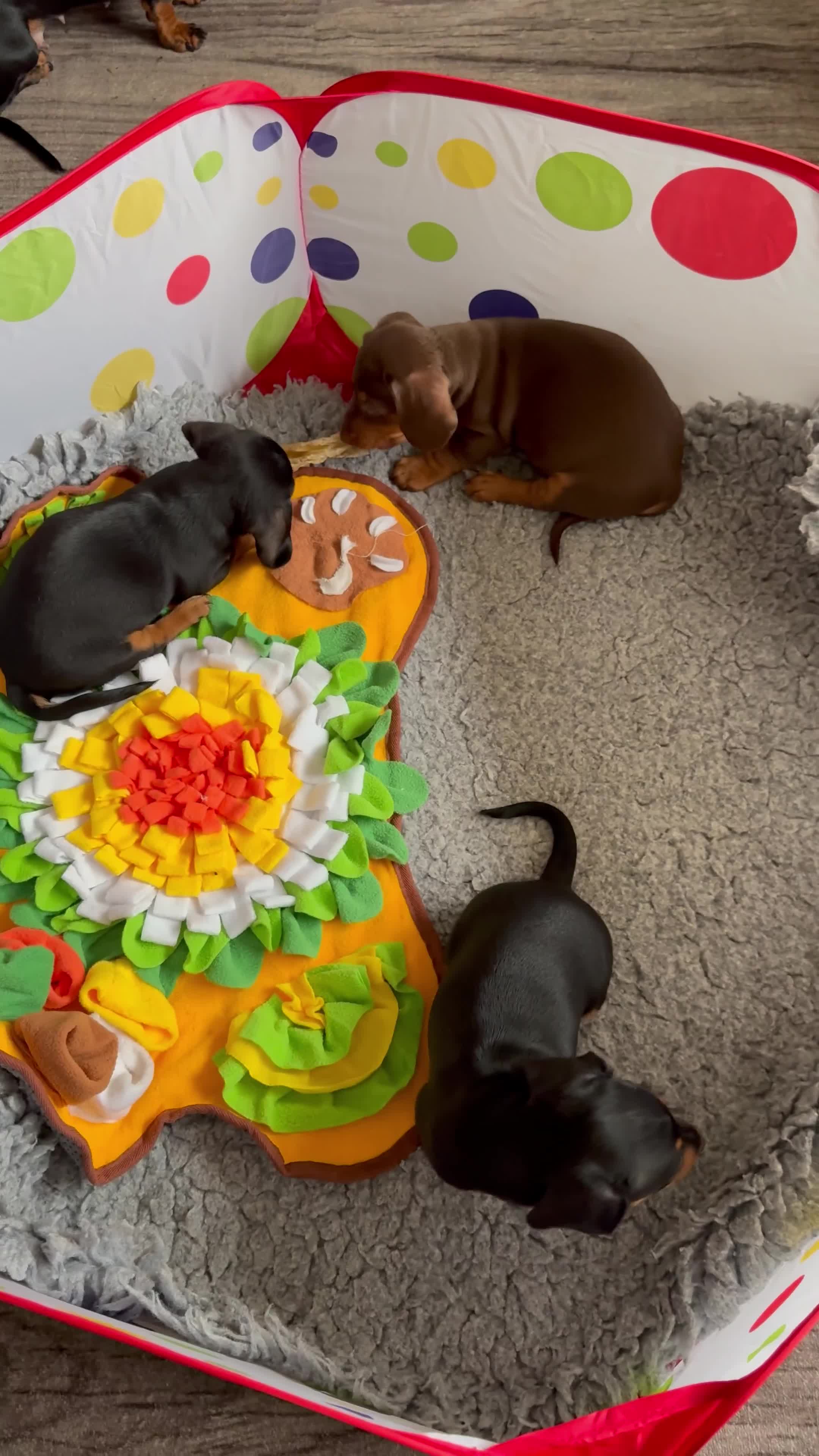 Miniature Dachshund dogs for sale: Mini Dachshund puppies, PRA clear, health tested - Video 3