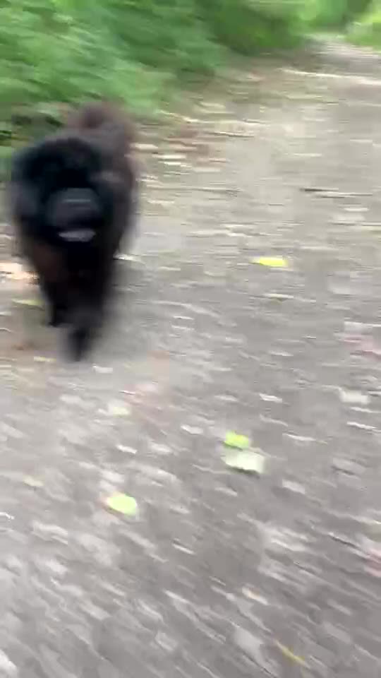 Chow Chow dogs for stud: CHUNKY CHOW KC PABLO - Video 1