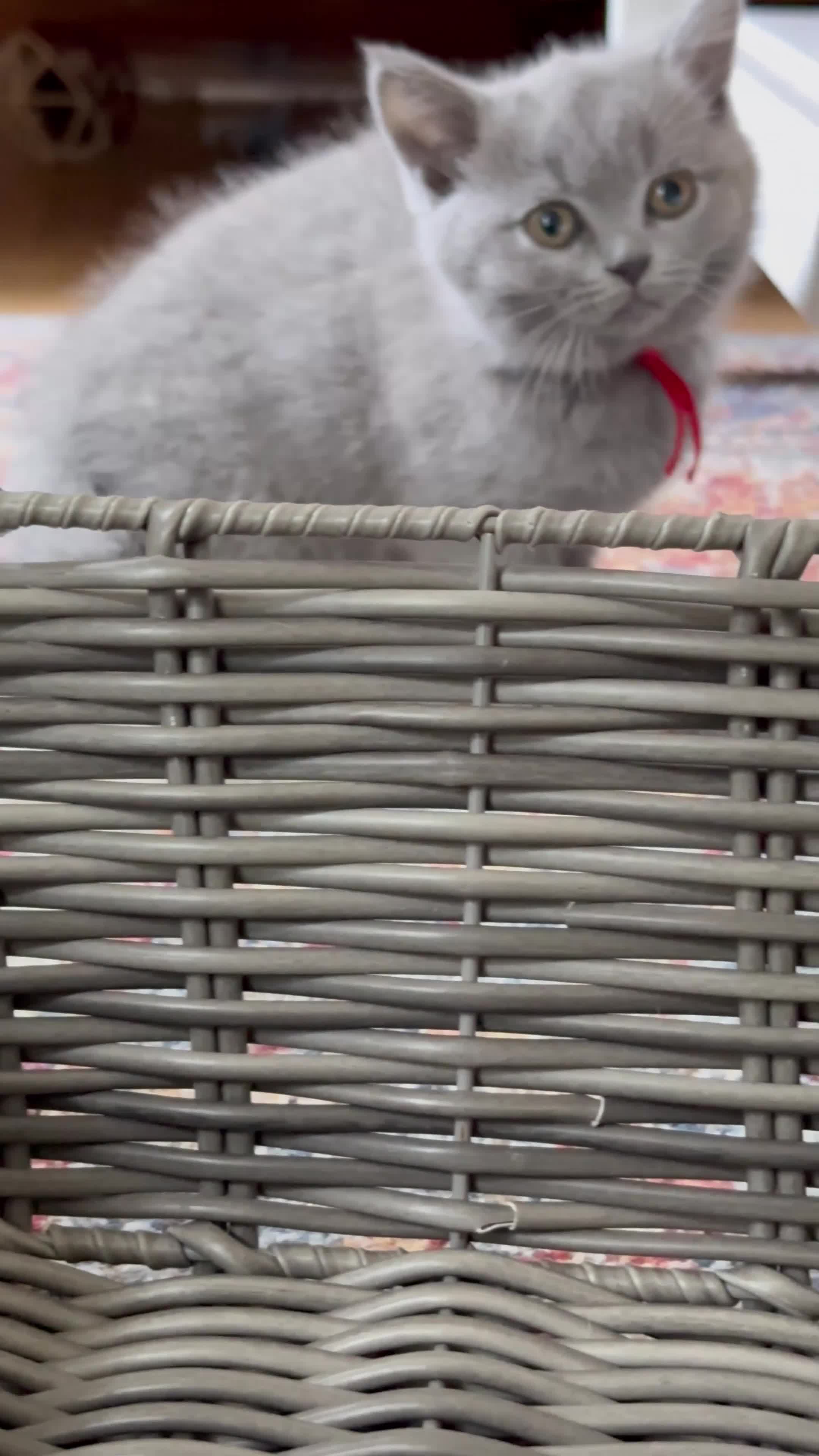 British Shorthair cats for sale: British shorthair blue - Video 4