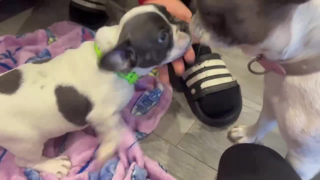 French Bulldog dogs for sale: Kropek - Video 1