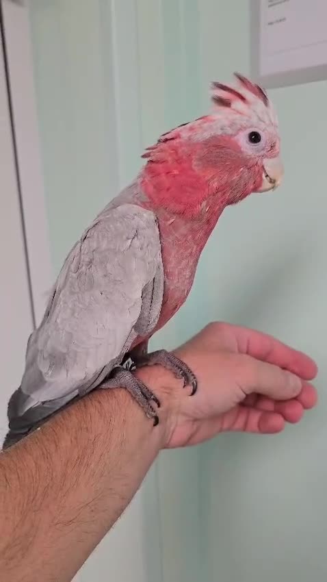 Cockatoo birds for sale: Baby galah and full setup  - Video 1