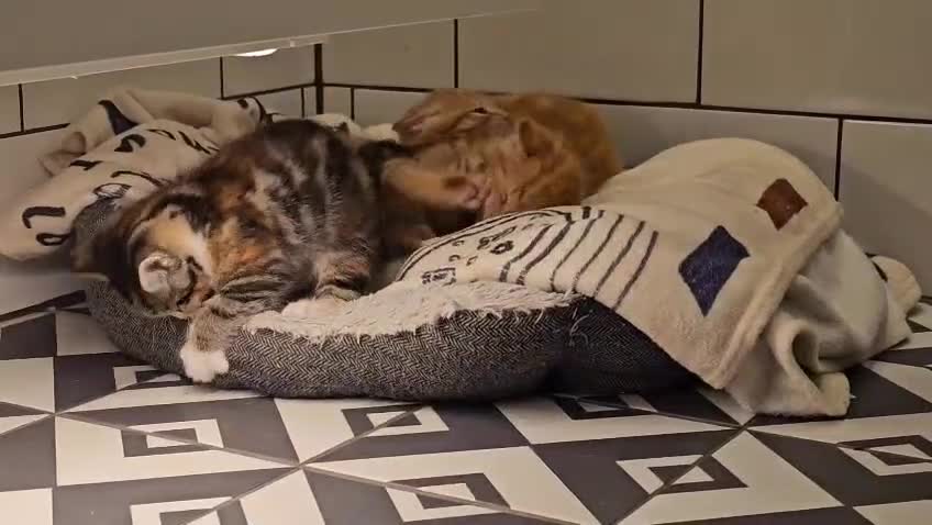 Domestic Shorthair cats for sale: 3 Adorable Kittens for Sale - Video 4