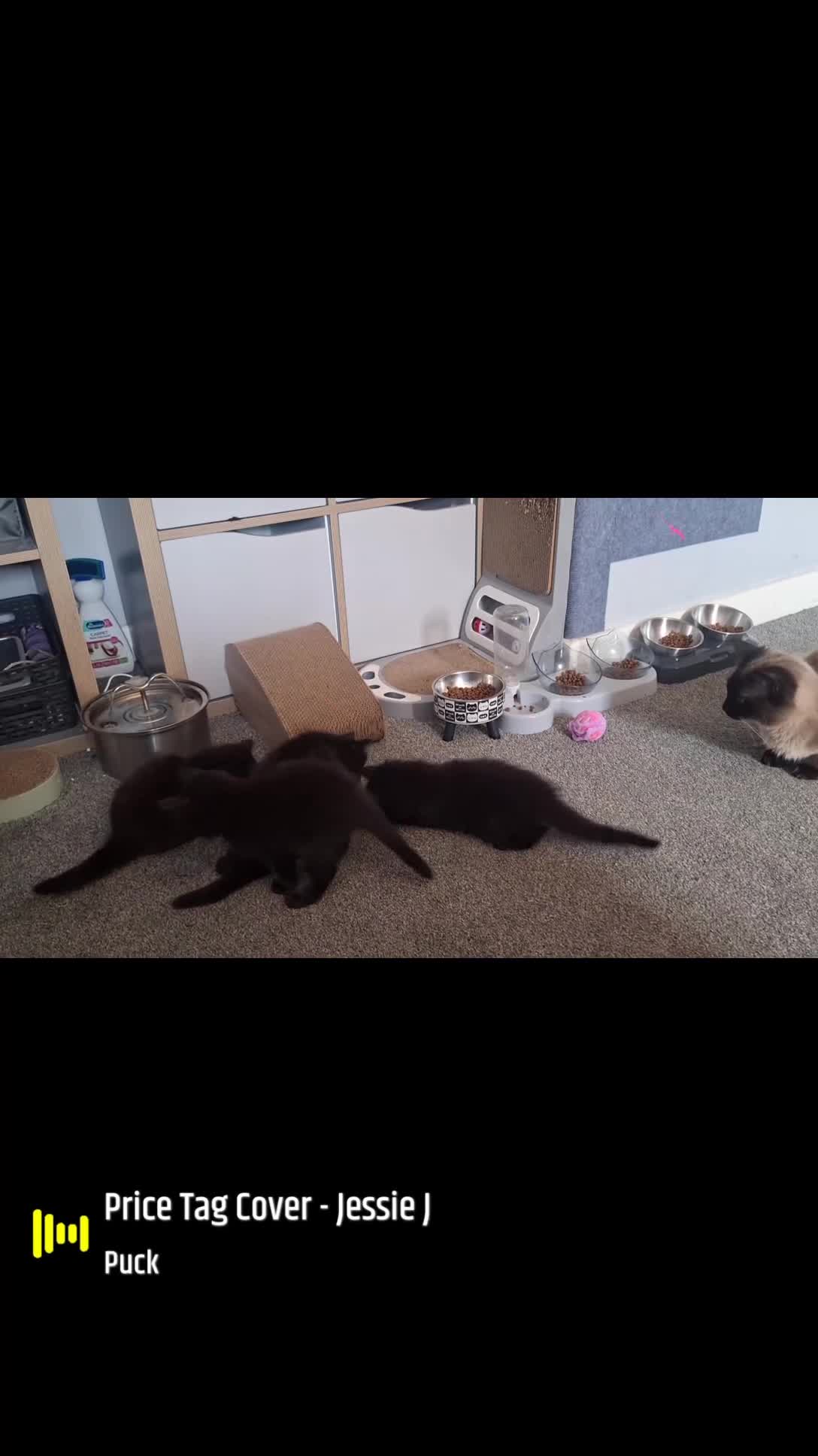 Ragdoll cats for sale: Ragdoll x Norwegian Forest x DHC - Video 1