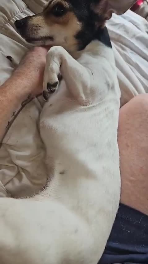Jack Russell dogs for adoption: 💖🐶 DAISY 🐶💖 - Video 2
