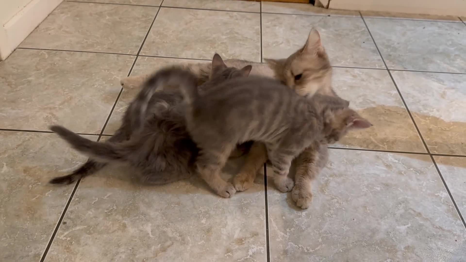 Mixed Breed cats for sale: 1 Scottish straight x fold & 1 domestic litter 🐈 - Video 1