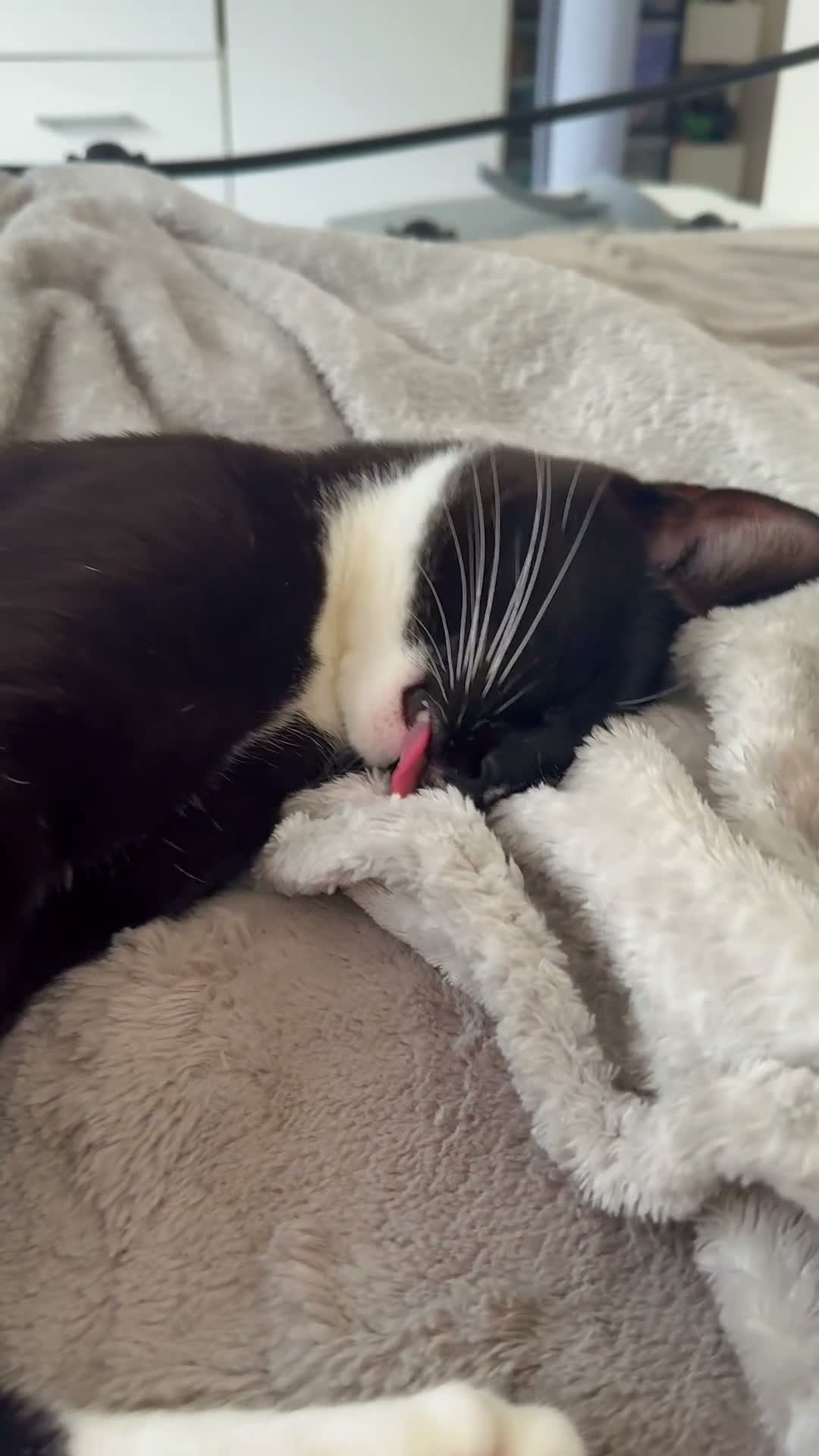 Mixed Breed cats for sale:  Kano - The Sweetest, Most Loving Soul - Video 2