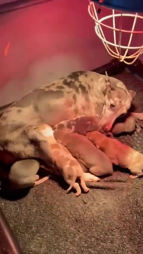 Italian Greyhound dogs for sale: Italian greyhound / whippet  - Video 2