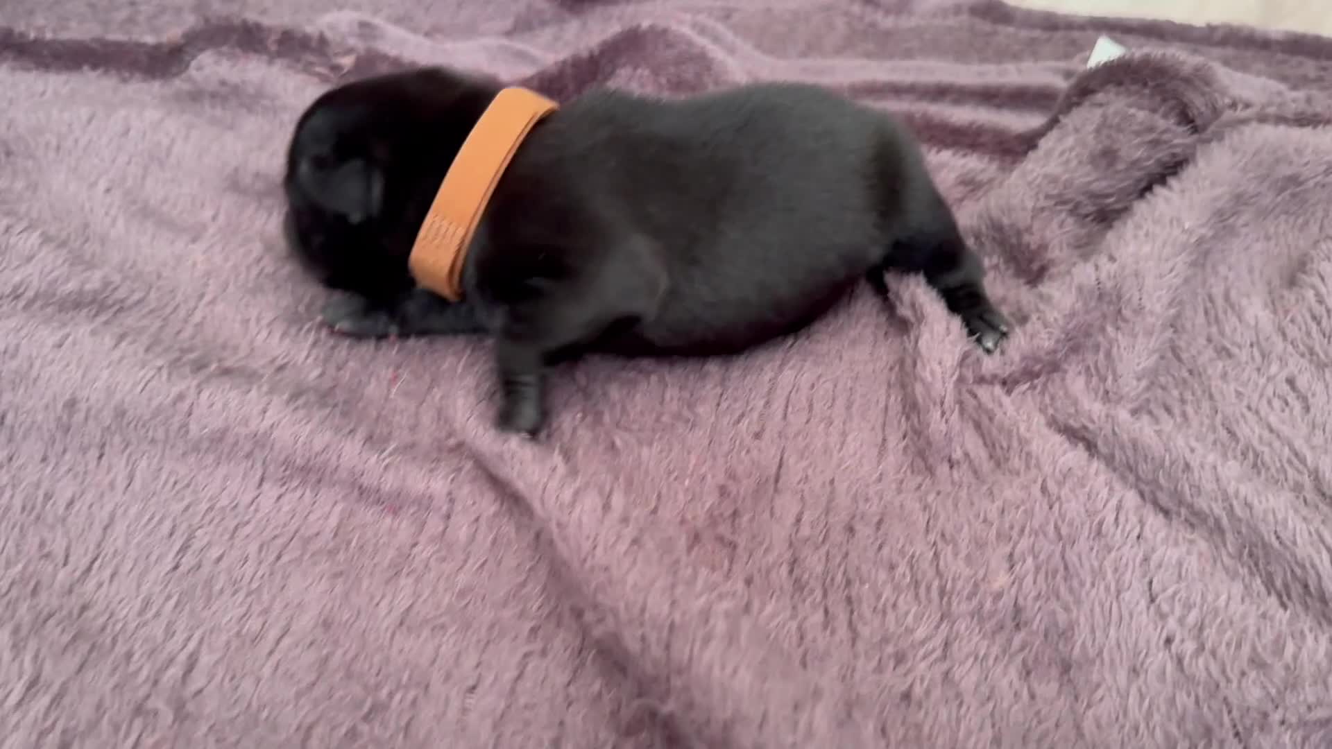 Staffordshire Bull Terrier dogs for sale: Staffys Puppies   25+ Champions ( Show Quality ) - Video 3