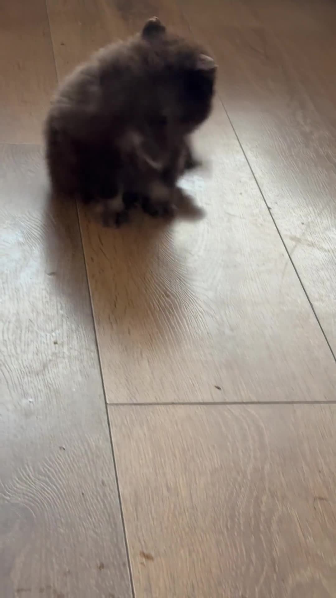 Pomchi dogs for sale: Stunning toysize little loving girl - Video 5