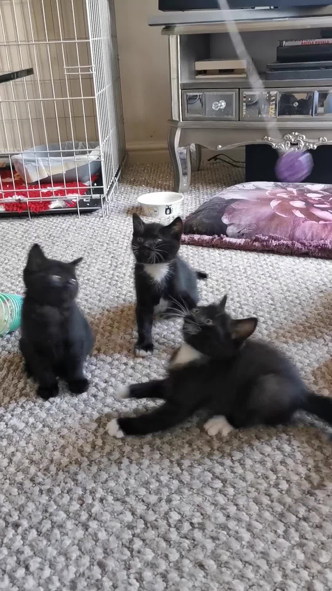 British Shorthair cats for sale: Beautiful male British short hair cross kittens  - Video 1