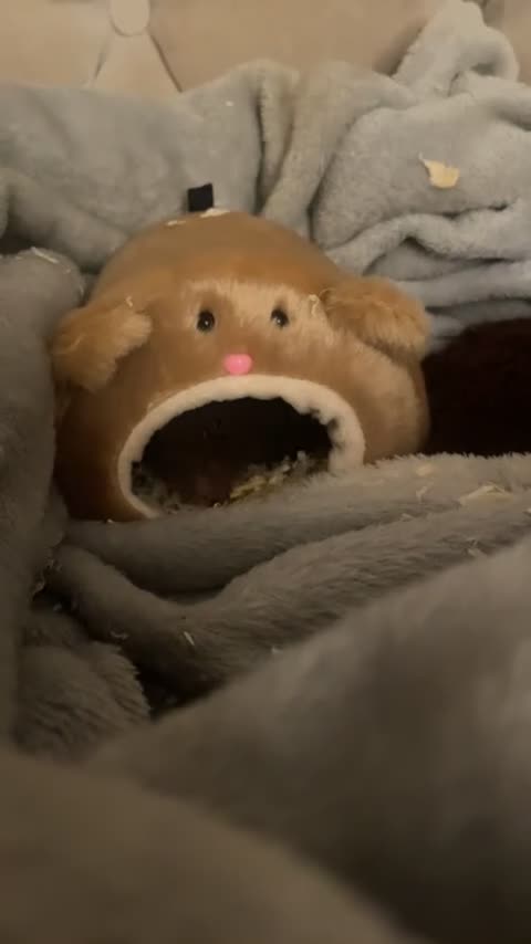 Hamster rodents for sale: male syrian hamster  - Video 3
