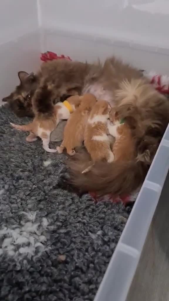 British Shorthair cats for sale: 4 Tica registered Red British Shorthair kittens  - Video 1