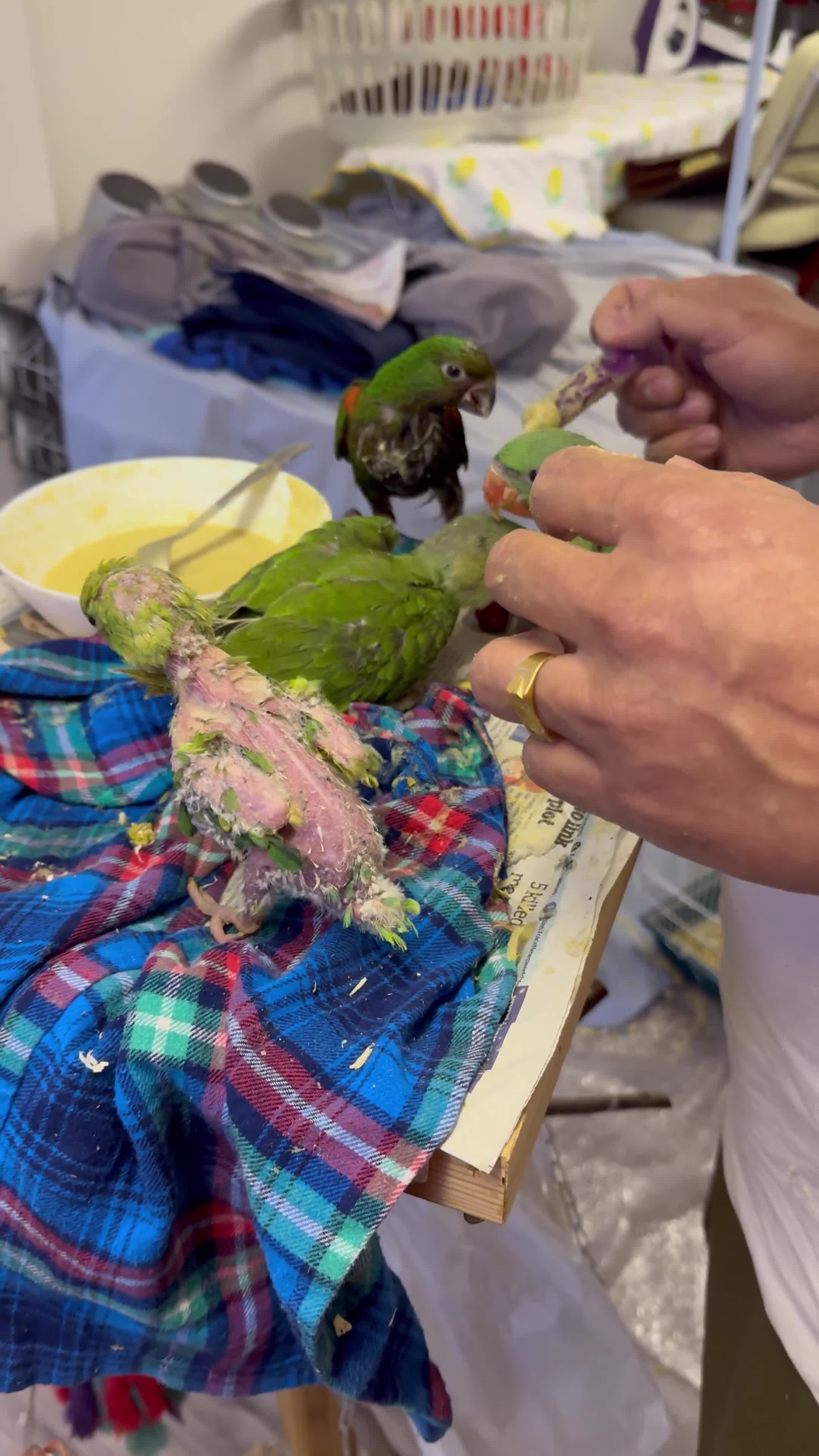 Parrots birds for sale: Spoon fed parrots for sale 10 12 weeks old  - Video 2