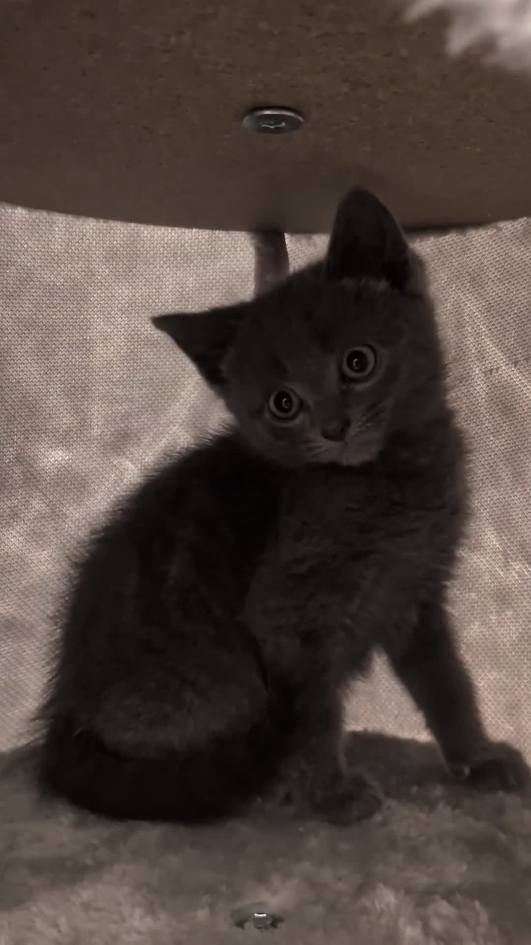 Russian Blue cats for sale: Russian blue male kitten  - Video 1