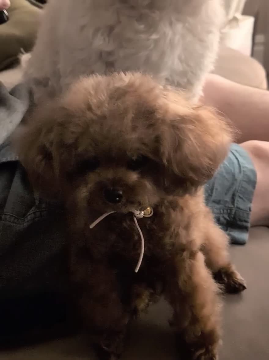 Toy Poodle dogs for sale: Sweet tiny Asian teacup poole- fully grown - Video 3