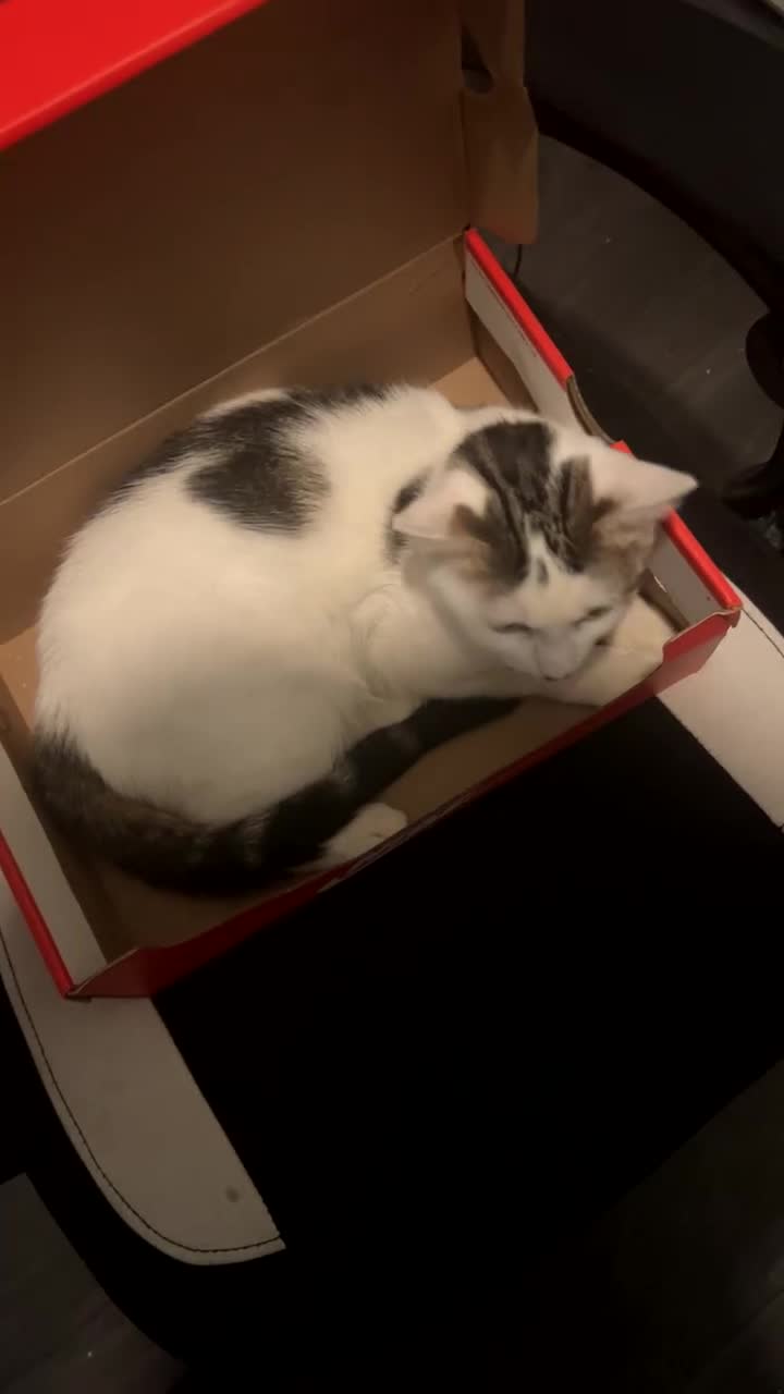 Domestic Shorthair cats for sale: Domestic short hair! - Video 1