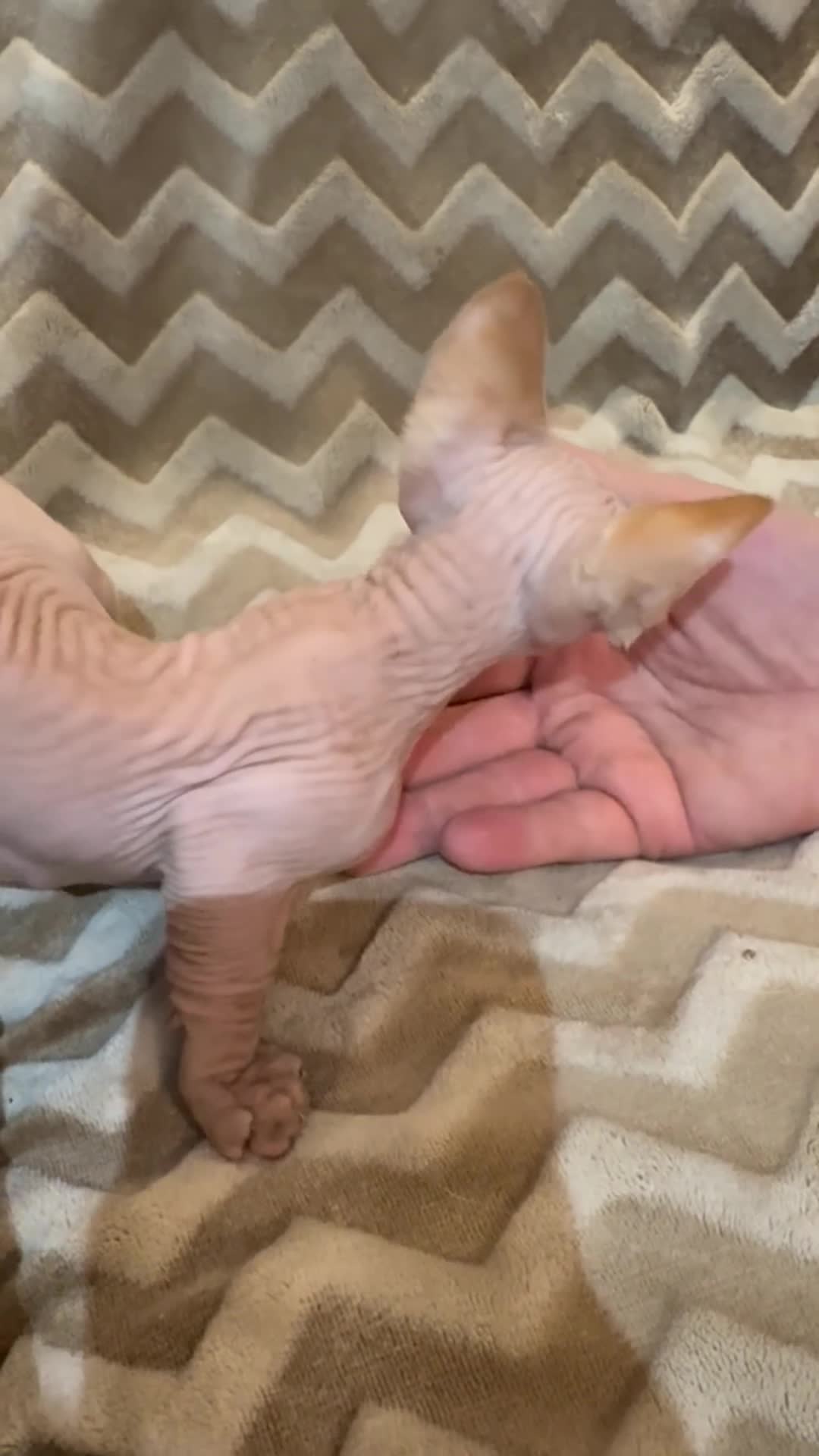 Sphynx cats for sale: sphynx and bambino kittens  - Video 1