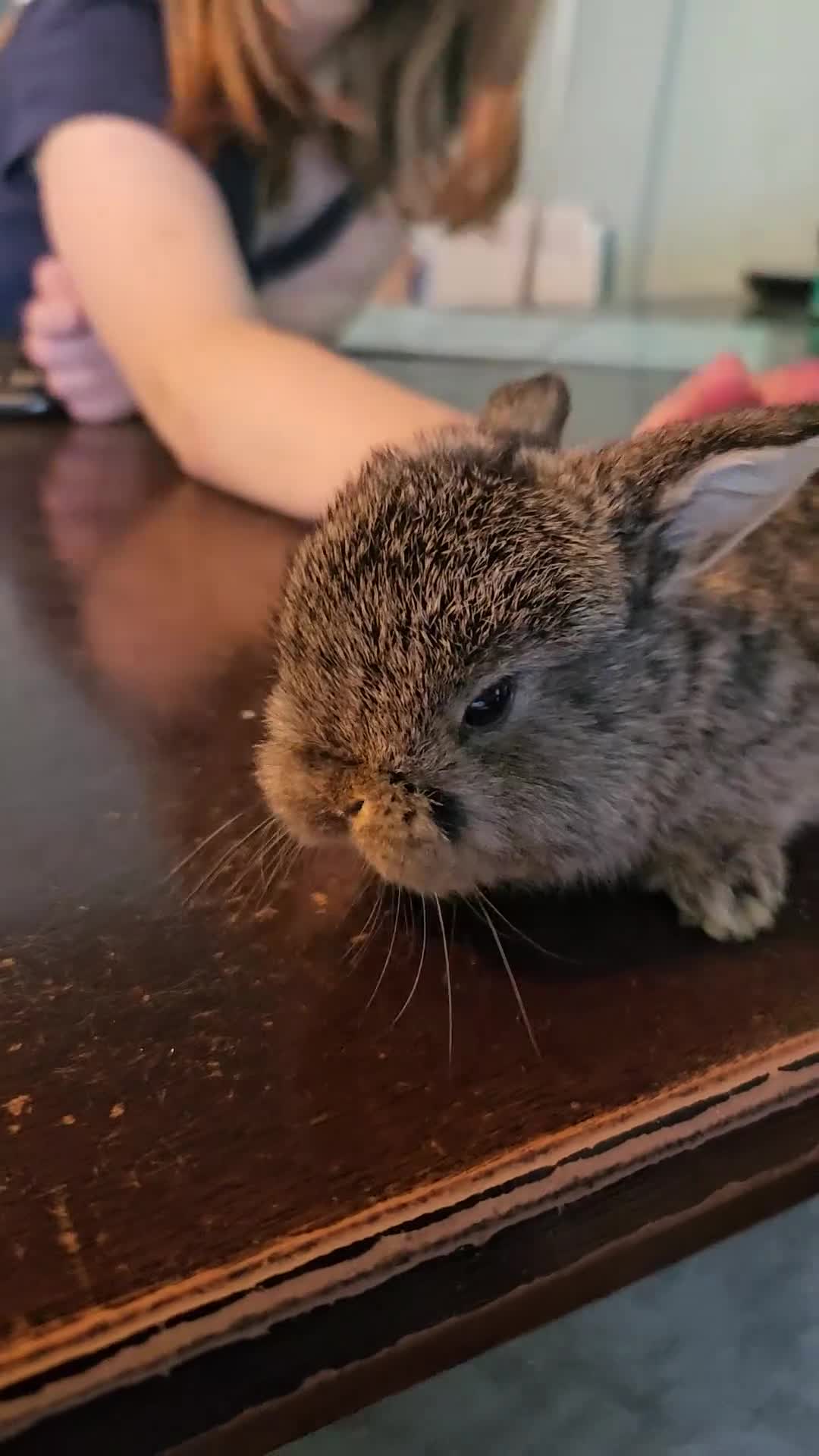 Mini Lop rabbits for sale: Baby Bunnies - very tame! in Malvern - Video 3