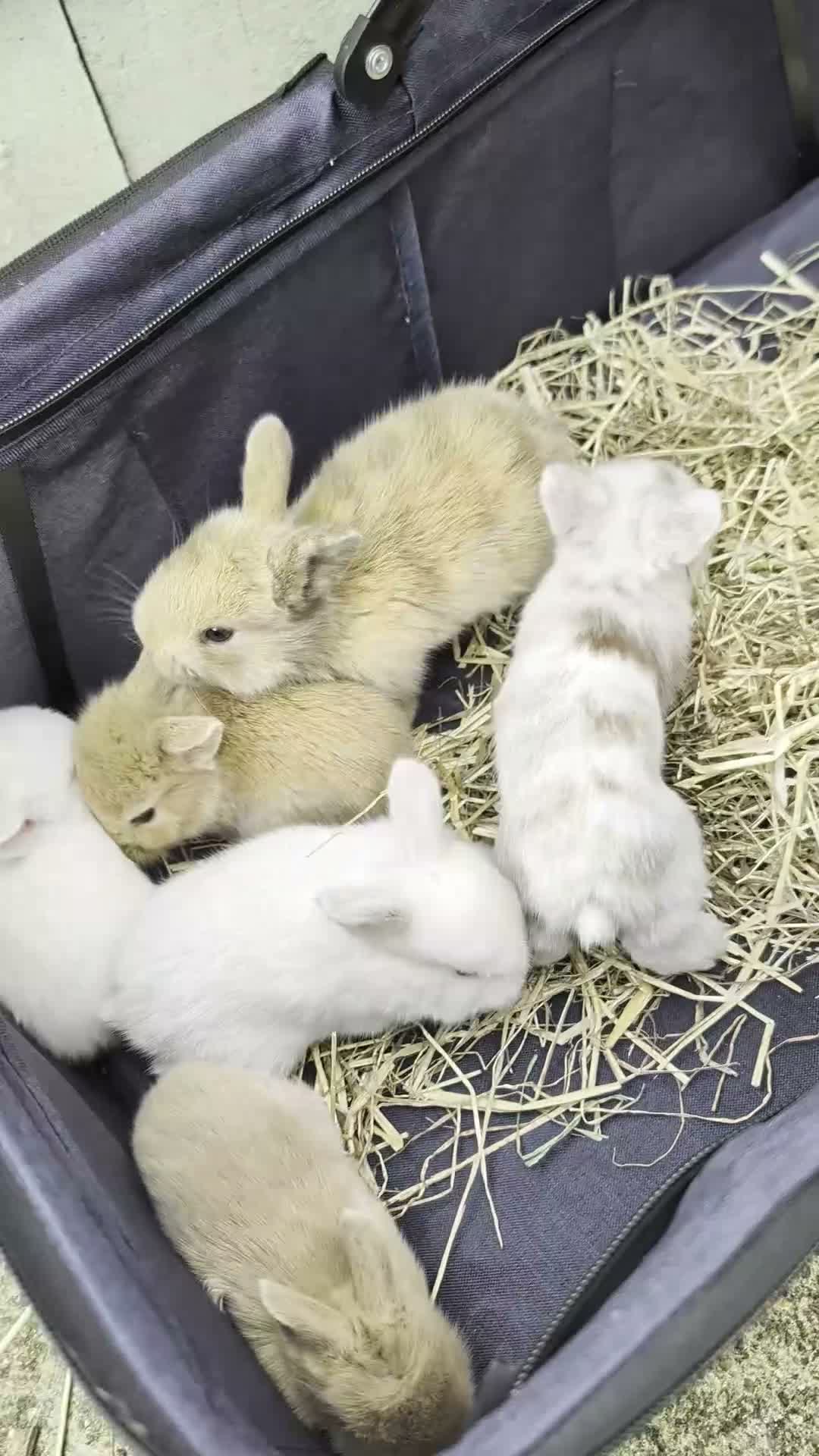 Mixed Breed rabbits for sale: Mini Lop x Netherland Dwarf Bunnies🐇 - Video 1