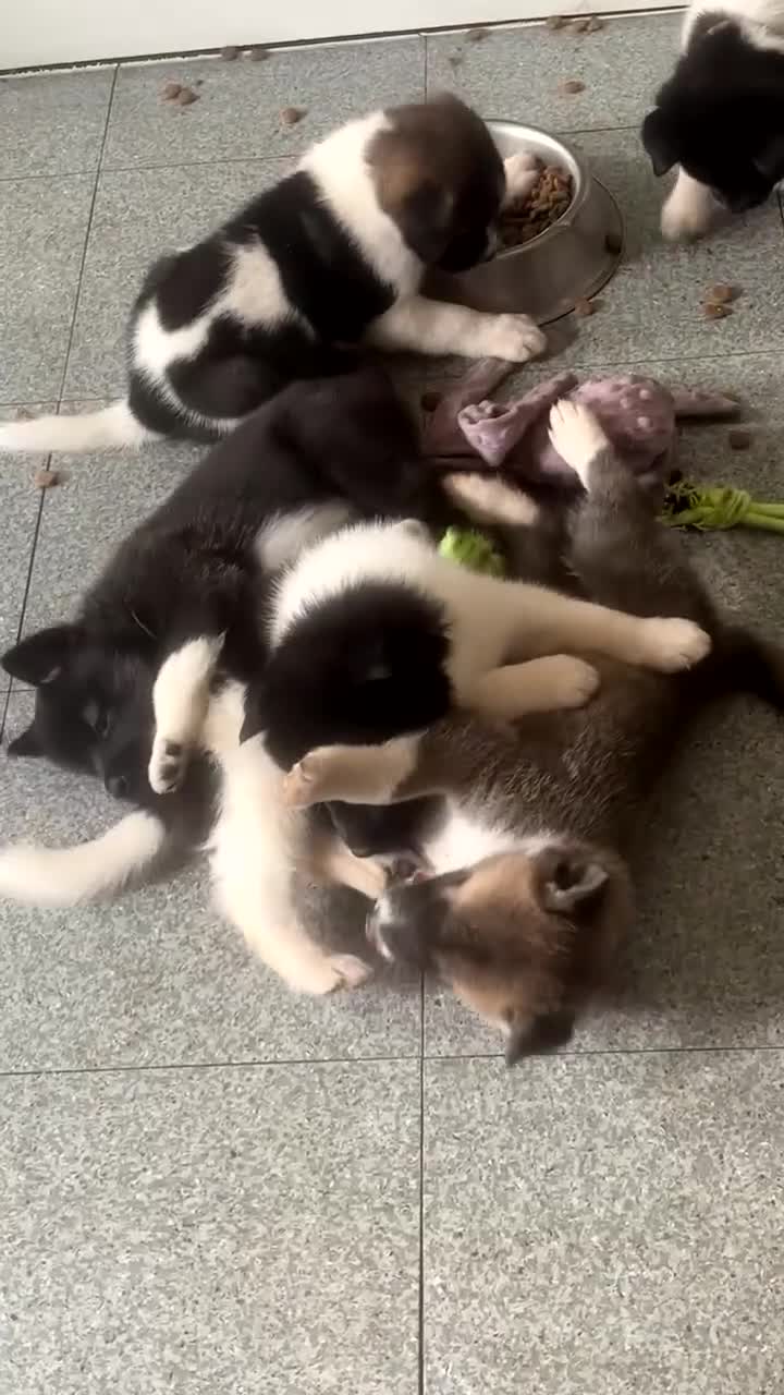 Akita dogs for sale: Puppies Akita Ready To Go NOW‼️ - Video 1