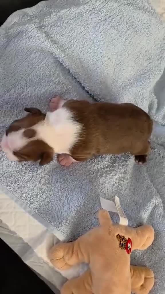 Boston Terrier dogs for sale: Red & white male Boston terrier - Video 1