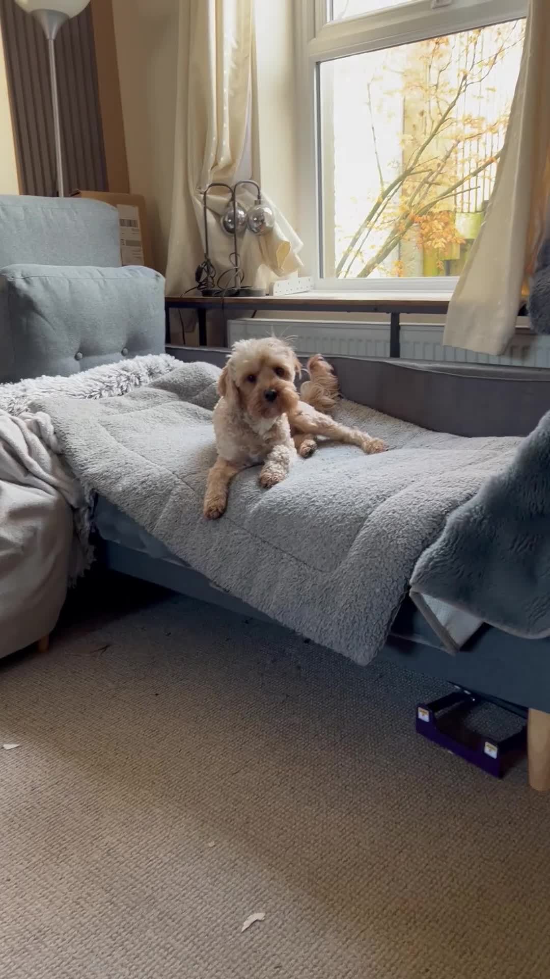 Cockapoo dogs for adoption: Benji is looking for a new home  - Video 1