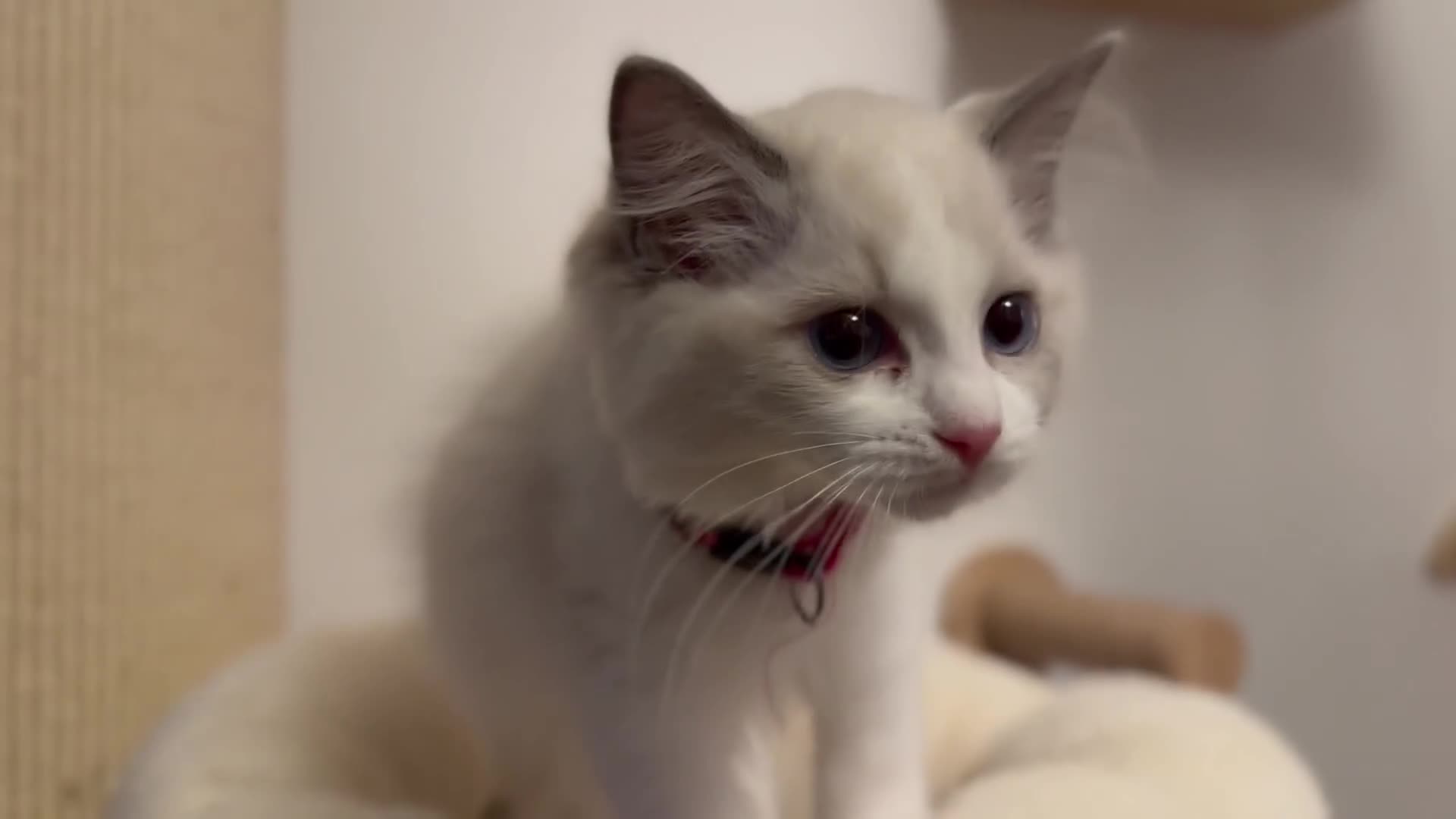Ragdoll cats for sale: Ragdoll kittens TICA beautiful quality cats  - Video 3