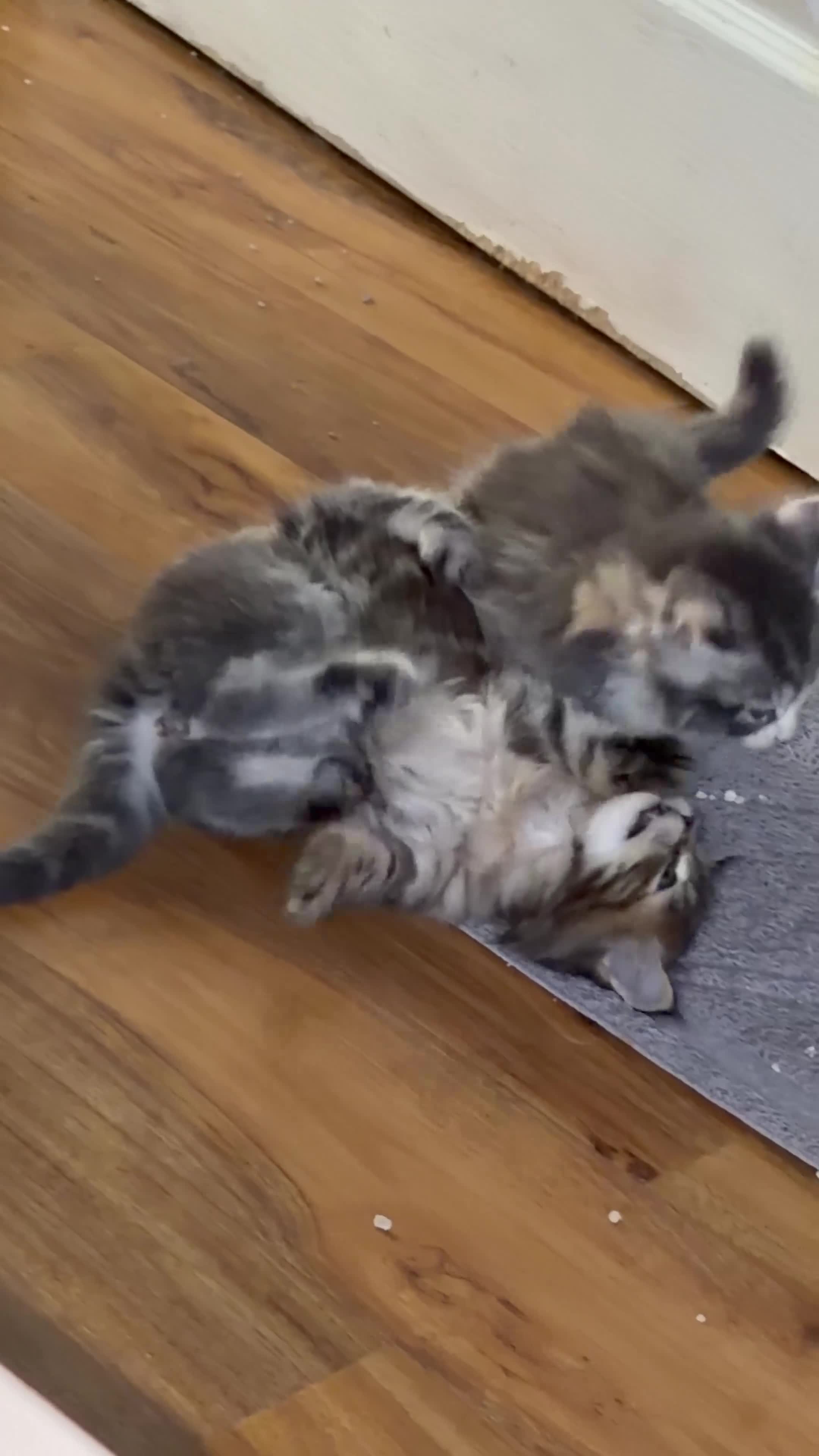 Maine Coon cats for sale: Mainecoons x ragdoll kitten - Video 1